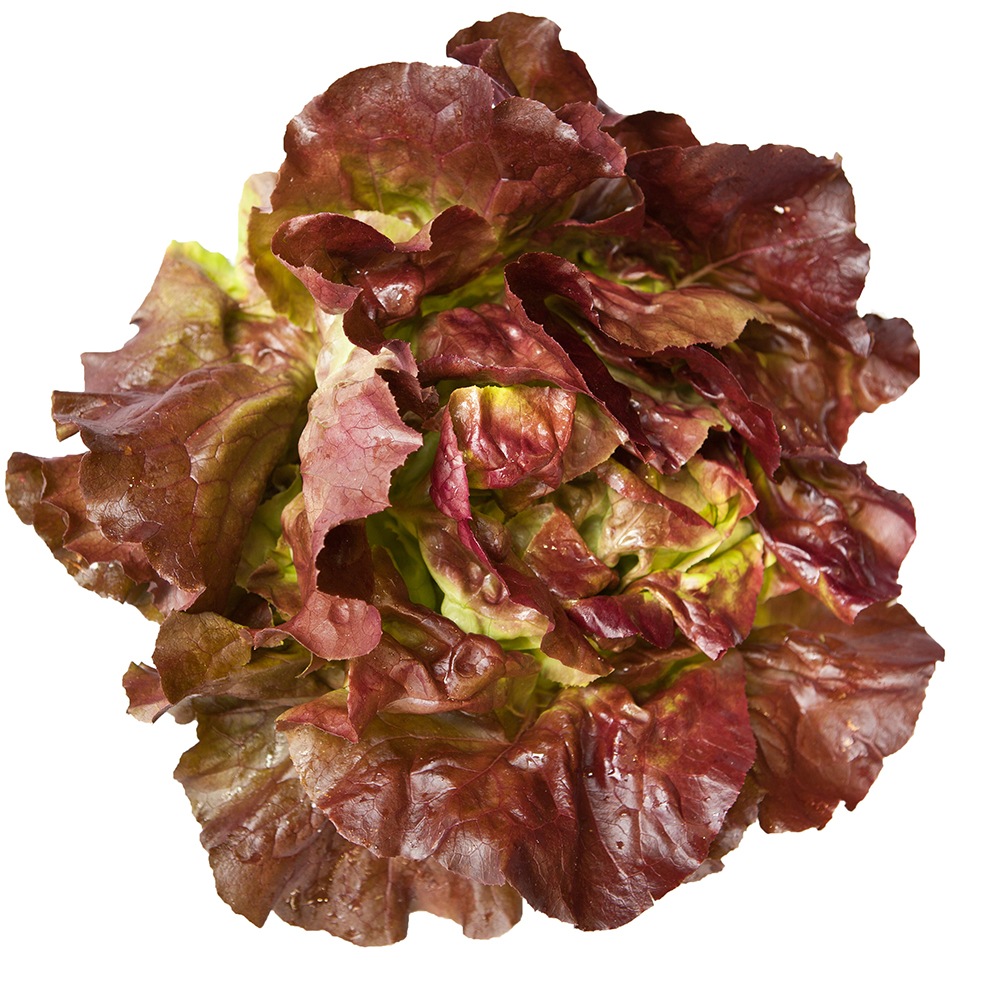 1MG_3972-Lettuce_LR-2